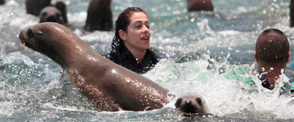 Among sea lions in Lima Peru